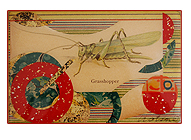 Grasshopper